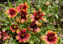Gaillardia Pulchella